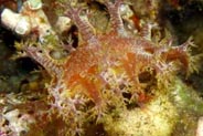 Photo:O. Lederman Eilat 25m ,May 2005; See note in Sea Slug Forum